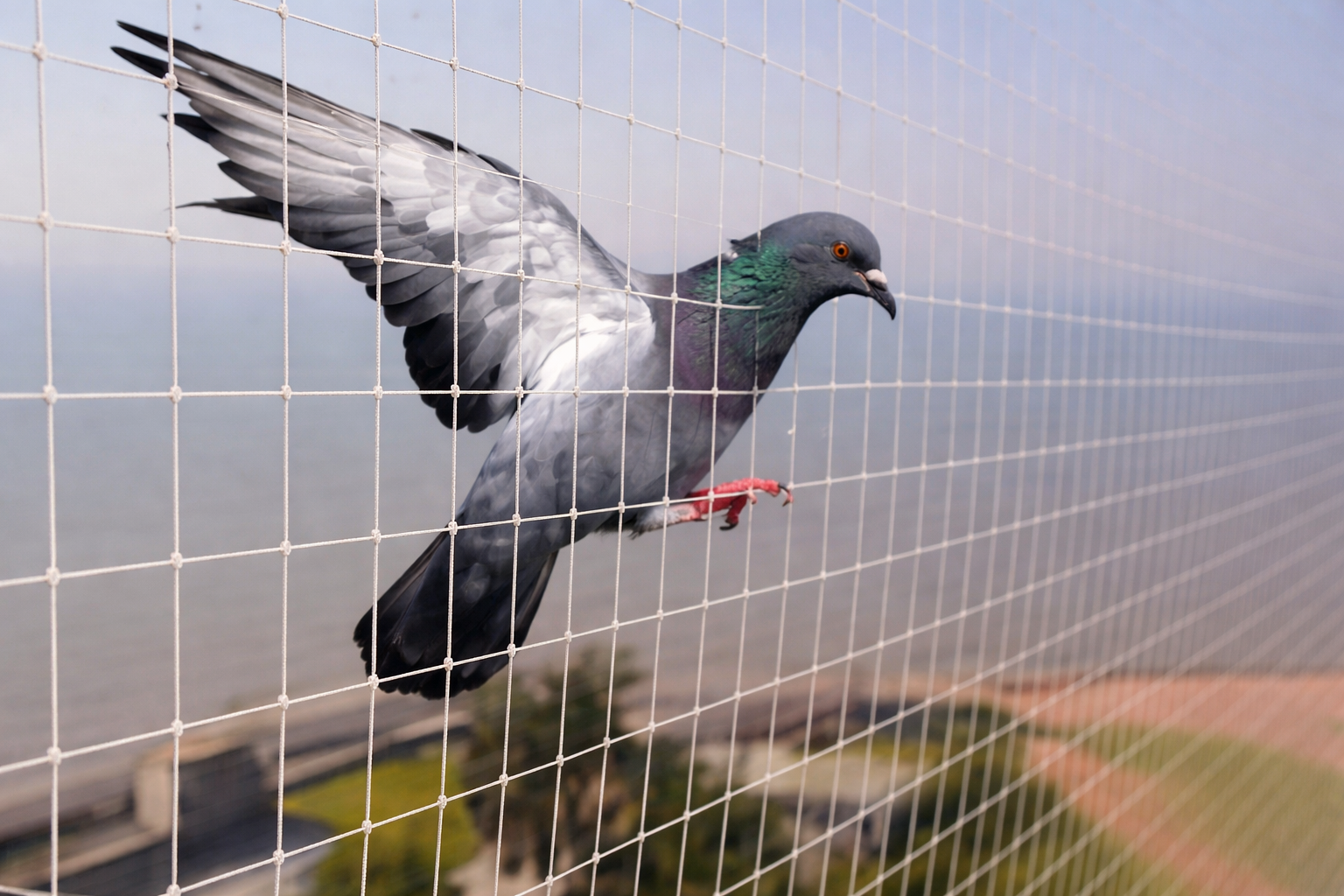 Anti bird and pigeon nets protecting a balcony